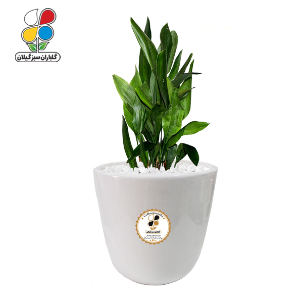 گیاه طبیعی عبایی مدل بزرگ GN12-6L 