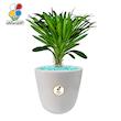گیاه طبیعی نخل ماداگاسکار بزرگ مدل GN12-19L
