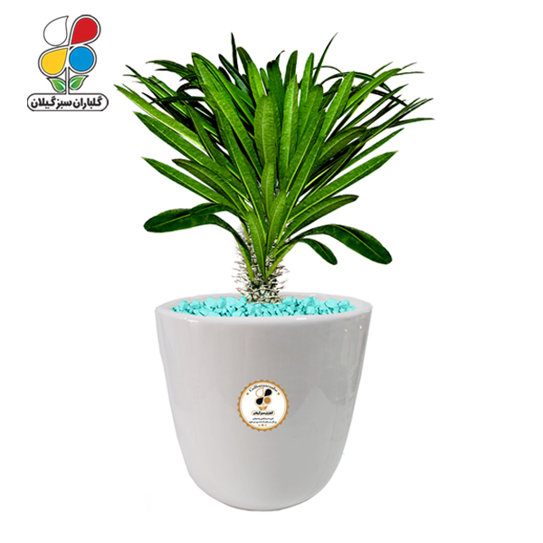 گیاه طبیعی نخل ماداگاسکار بزرگ مدل GN12-19L