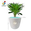 گیاه طبیعی نخل ماداگاسکار بزرگ مدل GN12-19L