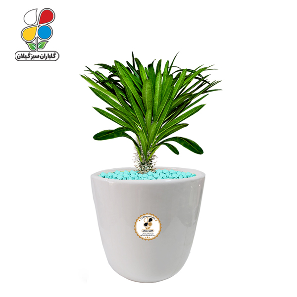 گیاه طبیعی نخل ماداگاسکار متوسط مدل GN12-19M