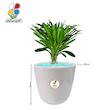 گیاه طبیعی نخل ماداگاسکار متوسط مدل GN12-19M