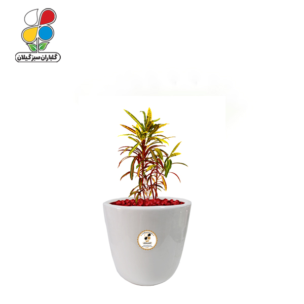 گیاه طبیعی کروتون رشته ای کوچک مدل GN13-2FS