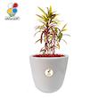 گیاه طبیعی کروتون رشته ای بزرگ مدل GN13-2FL