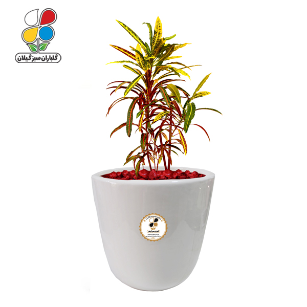 گیاه طبیعی کروتون رشته ای بزرگ مدل GN13-2FL