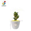گیاه طبیعی کروتون کوچک مدل GN13-7S