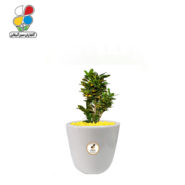 گیاه طبیعی کروتون کوچک مدل GN13-7S