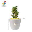 گیاه طبیعی کروتون متوسط مدل GN13-7M