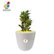 گیاه طبیعی کروتون متوسط مدل GN13-7M