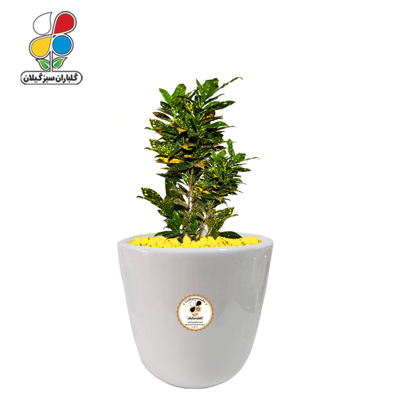 گیاه طبیعی کروتون متوسط مدل GN13-7M