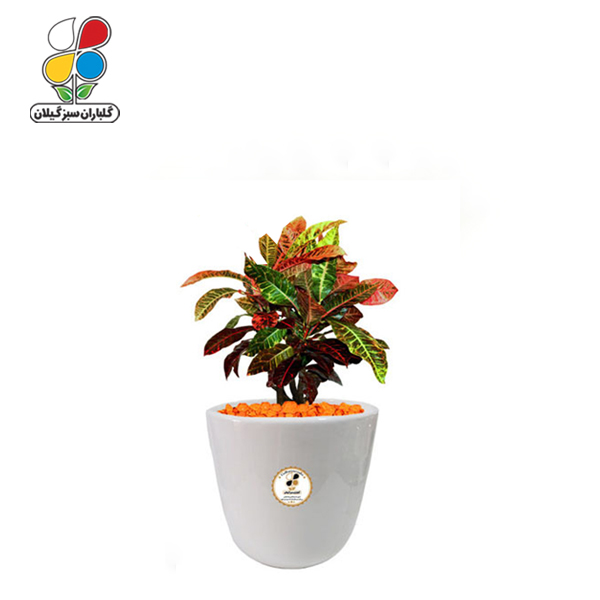 گیاه طبیعی كروتون رنگارنگ کوچک مدل GN13-2CS