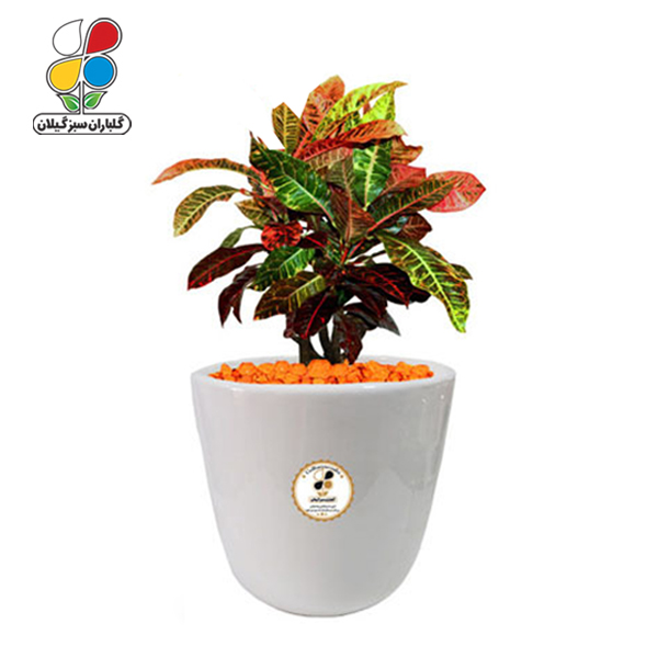 گیاه طبیعی کروتون رنگارنگ بزرگ مدل GN13-2CL