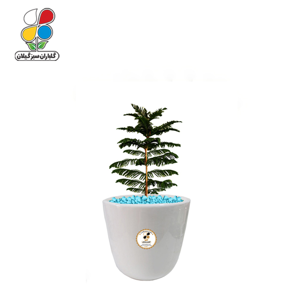 گیاه طبیعی کاج مطبق کوچک مدل GN13-10S 