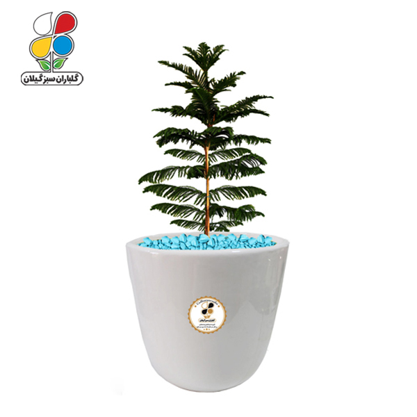 گیاه طبیعی کاج مطبق بزرگ مدل GN13-10L 