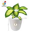 گیاه طبیعی دیفن باخیا بزرگ مدل GN13-15L