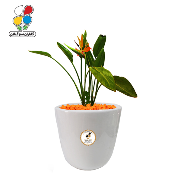 گیاه طبیعی استرلیتزیا  پرنده بهشتی متوسط مدل GN12-14M