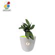 گیاه طبیعی آگلونما سبز کوچک مدل GN13-9S