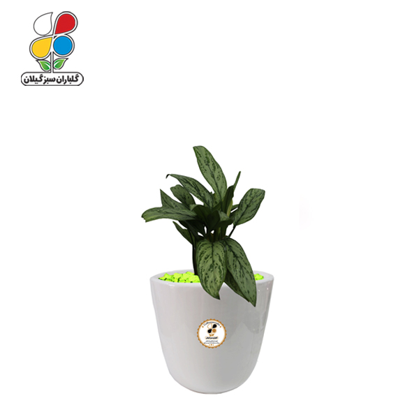 گیاه طبیعی آگلونما سبز کوچک مدل GN13-9S