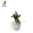 گیاه طبیعی آگلونما سبز کوچک مدل GN13-9S