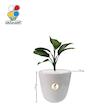 گیاه طبیعی دیفن باخیا کوچک مدل GN13-15S