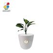 گیاه طبیعی دیفن باخیا کوچک مدل GN13-15S