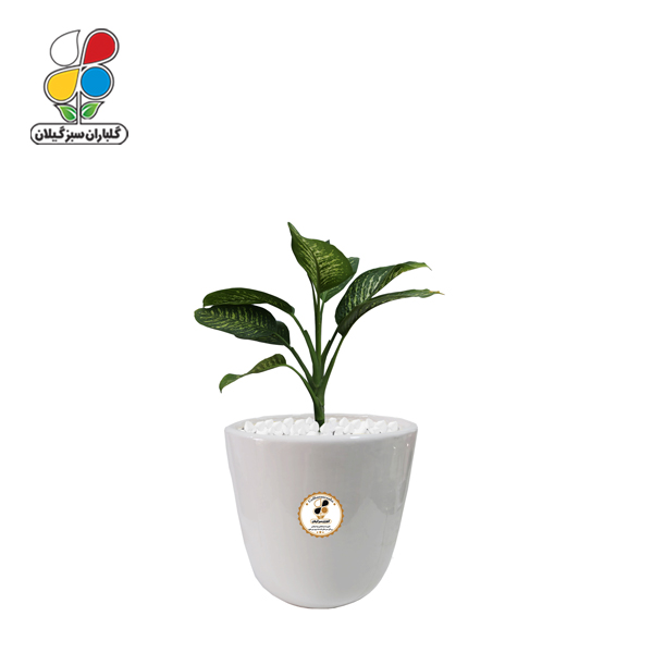 گیاه طبیعی دیفن باخیا کوچک مدل GN13-15S