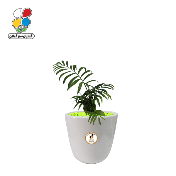 گیاه طبیعی شامادورا کوچک مدل GN13-22S 
