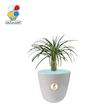 گیاه طبیعی نخل ماداگاسکار کوچک مدل GN12-19S