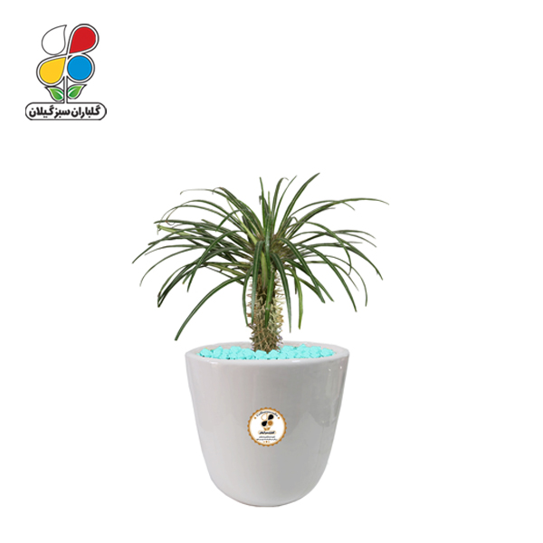گیاه طبیعی نخل ماداگاسکار کوچک مدل GN12-19S