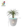 گیاه طبیعی نخل ماداگاسکار کوچک مدل GN12-19S