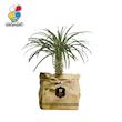 گیاه طبیعی نخل ماداگاسکار گلباران سبز گیلان مدل GN12-19K
