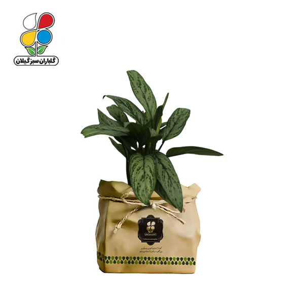 گیاه طبیعی آگلونما سبز گلباران سبز گیلان مدل GN13-9K