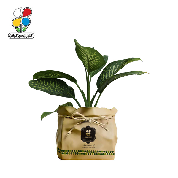 گیاه طبیعی دیفن باخیا گلباران سبز گیلان مدل GN13-15K