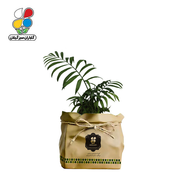 گیاه طبیعی شامادورا گلباران سبز گیلان مدل GN13-22K