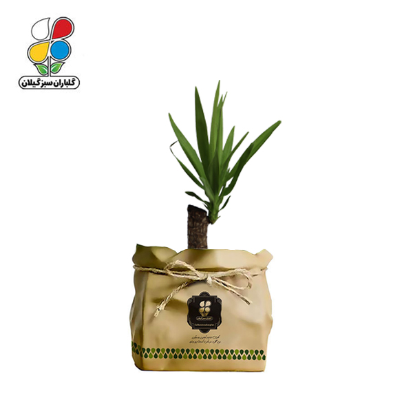گیاه طبیعی یوکا گلباران سبز گیلان مدل GN12-16K