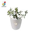 گیاه طبیعی کریسمس (نماتانتوس) متوسط گلباران