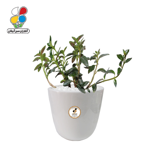 گیاه طبیعی کریسمس (نماتانتوس) متوسط گلباران