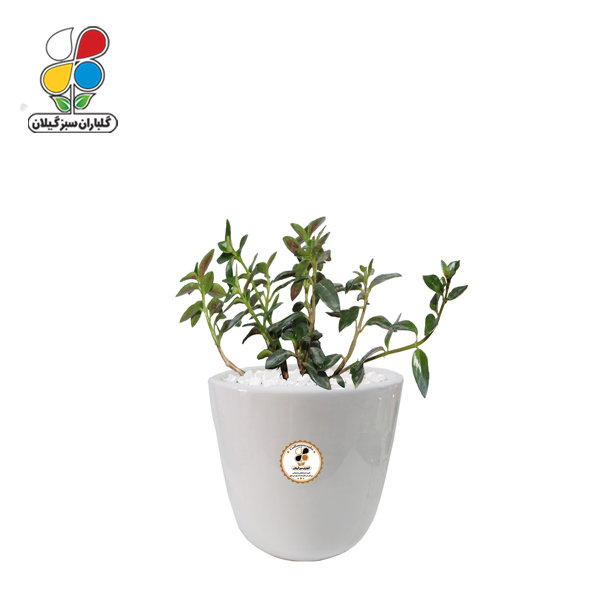 گیاه طبیعی کریسمس (نماتانتوس) کوچک گلباران