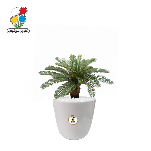 گیاه طبیعی سیکاس کوچک گلباران