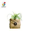 گیاه طبیعی لیندا گلباران سبز گیلان مدل GN13-31K 
