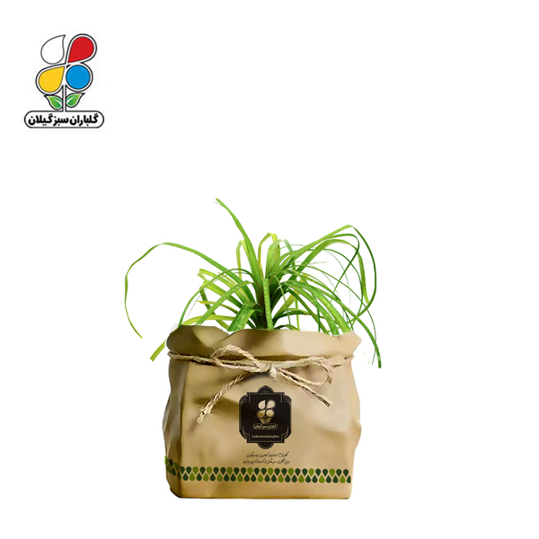 گیاه طبیعی لیندا گلباران سبز گیلان مدل GN13-31K 