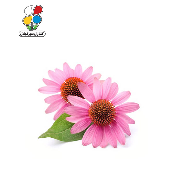 بذر اکیناسه (سر خار گل) مدل GPSH7L 