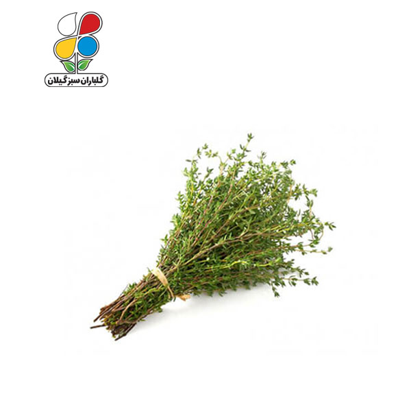 بذر آویشن مدل GPSH7L 