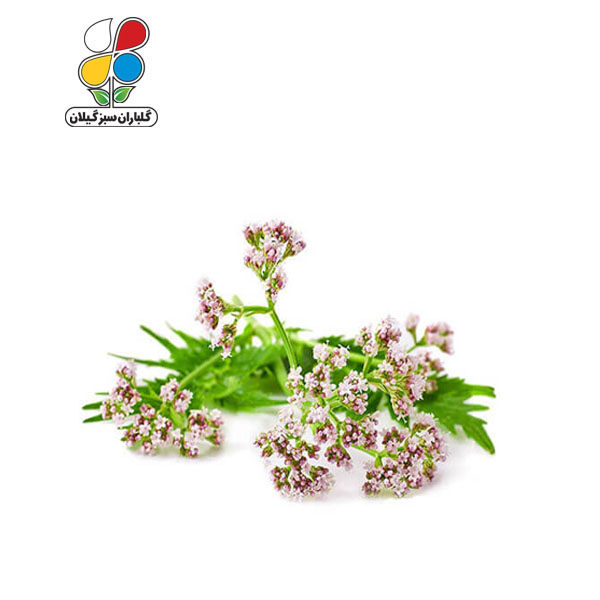 بذر سنبل الطیب مدل GPSH7L 