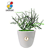 گیاه طبیعی افوربیا تیروکالی بزرگ مدل GN13-3TL 