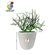 گیاه طبیعی افوربیا تیروکالی بزرگ مدل GN13-3TL 