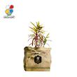 گیاه طبیعی کروتون رشته ای گلباران سبز مدل GN13-2FK