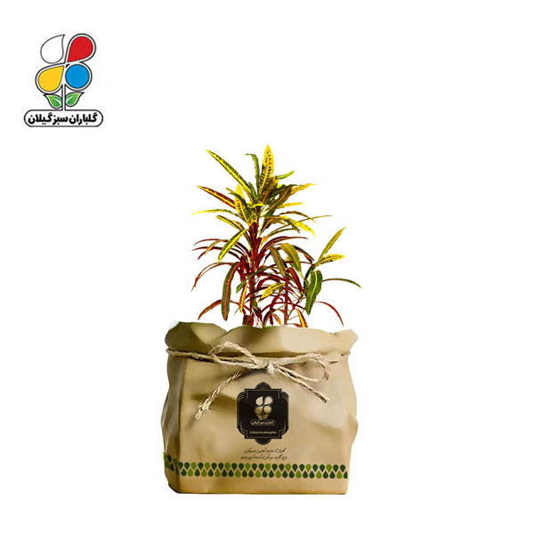 گیاه طبیعی کروتون رشته ای گلباران سبز مدل GN13-2FK