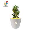 گیاه طبیعی کروتون بزرگ مدل GN13-7L