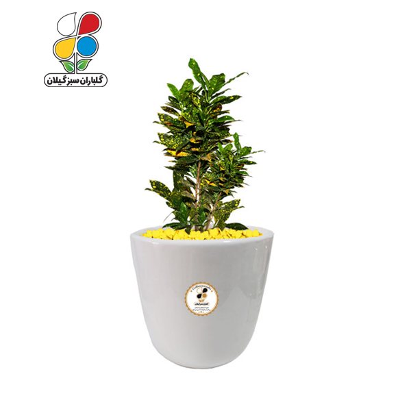 گیاه طبیعی کروتون بزرگ مدل GN13-7L